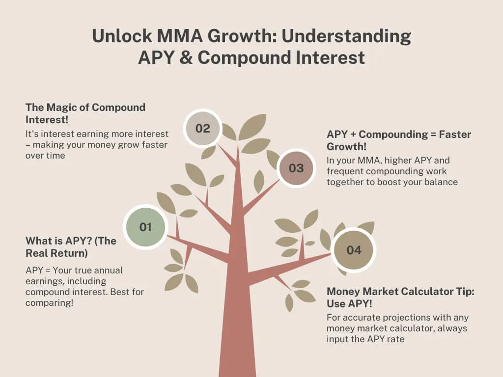 Infographic explaining APY and compound interest as drivers of MMA growth, using a tree analogy; key information for using a money market calculator effectively to compute savings interest.
